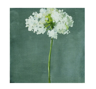 Queen Anne's Lace Still Life Painting Oil on wood panel 10x10 inch wall art. $180,00, via Etsy.