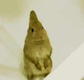 兔纸洗澡都好文静。。