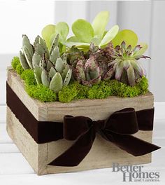 Succulent Dishgarden