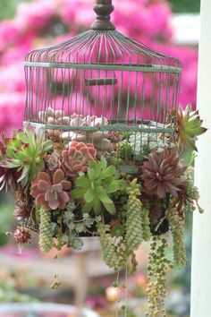 Have you got an old bird cage that has seen better days? Why not create a hanging planter using succulents (those plants we sometimes mention that thrive on neglect and minimal water). #Dailylifebuff