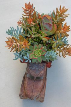 Succulents