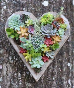 succulent heart planter