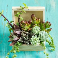 Tips for arranging succulents in unique containers.