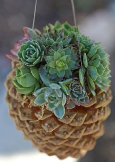 Eco-Friendly Pine Cone Succulent Planters