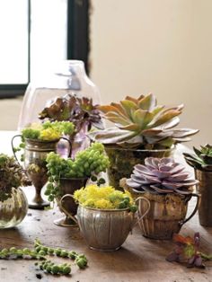 Great ideas for planting succulents - Likes