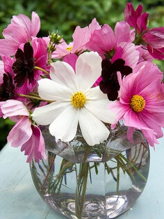 Fish Bowl Flower Arrangement for Mom: A repurposed miniature fish bowl makes a fun vessel to hold a Mother's Day flower arrangement. Wash out a glass or plastic fish bowl and fill it with water and bright blossoms, such as these cosmos.