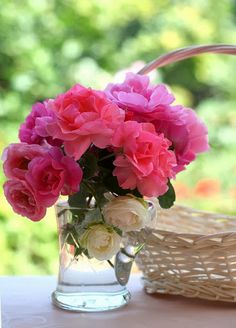 Garden roses