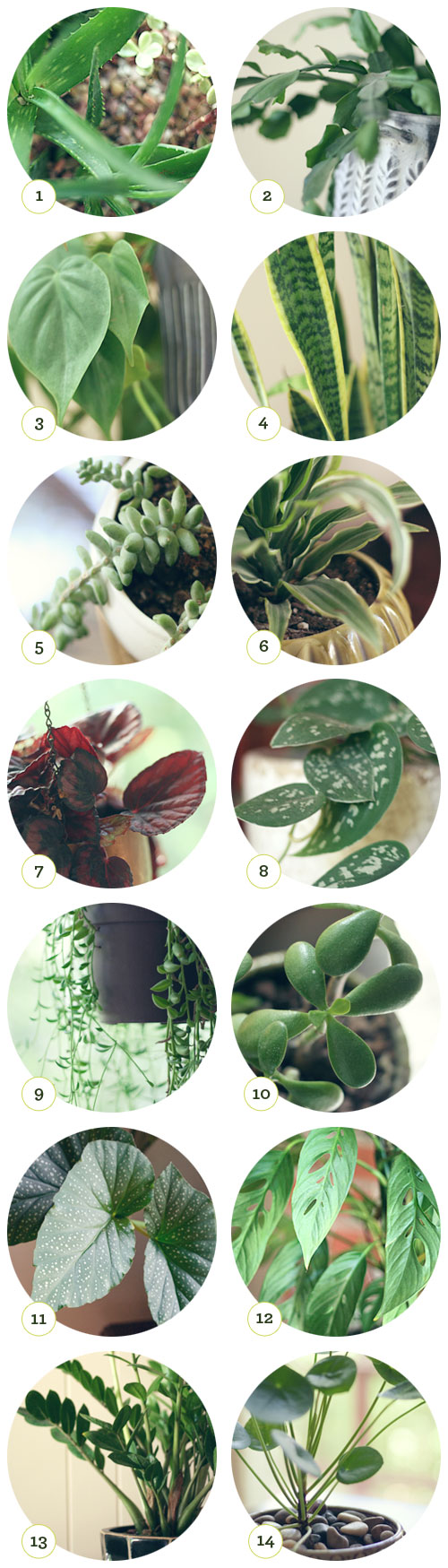 1. aloe 2. christmas cactus 3. philodendron 4. snake plant 5. donkey’s tail plant 6. lemon lime plant 7. begonia 8. silver philodendron 9. string of bananas plant 10. jade 11. angle wing begonia 12. swiss cheese plant 13. z plant 14. chinese money plant