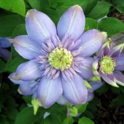 All about Clematis Despite what you may have heard about growing clematis, these beautiful plants are quite easy to grow.