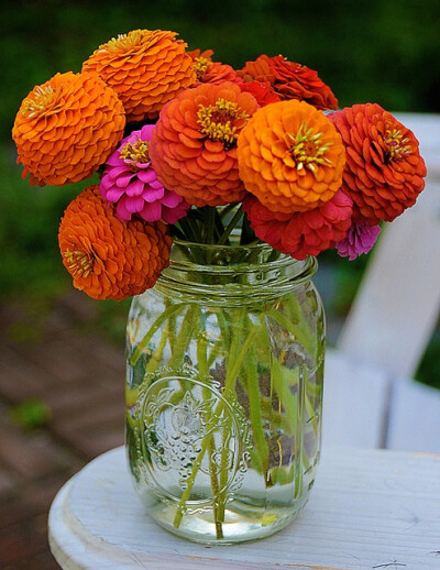 Love zinnias