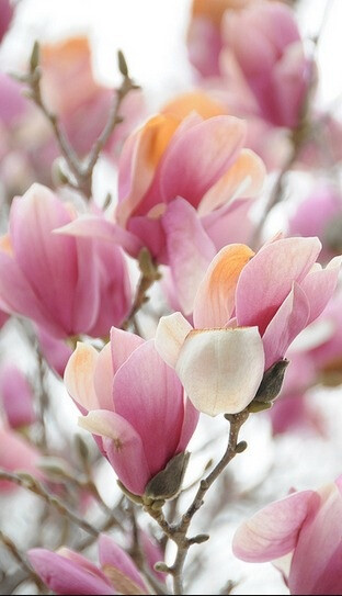 Magnolia