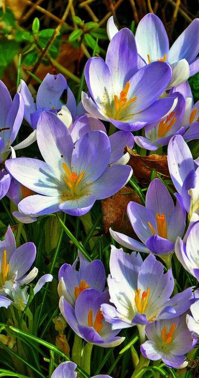 Crocus