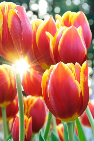 Winter tulips by inoc on Flickr.