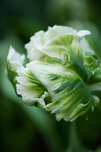 Parrot tulip