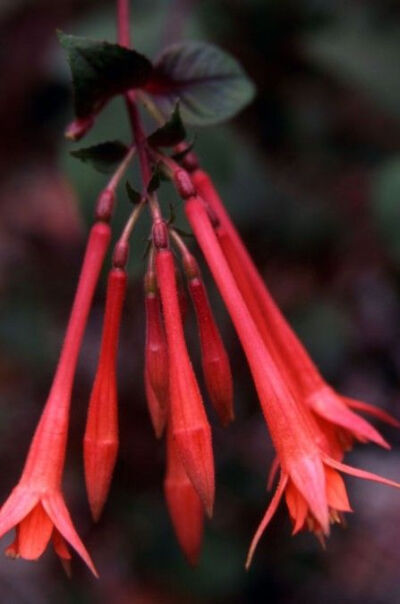 fuchsia Coral