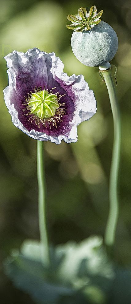 Beautiful Blooming Purple Poppy