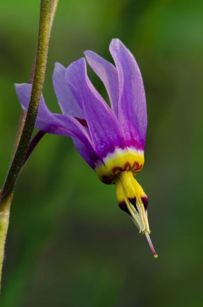 Shooting Star, Wildflower