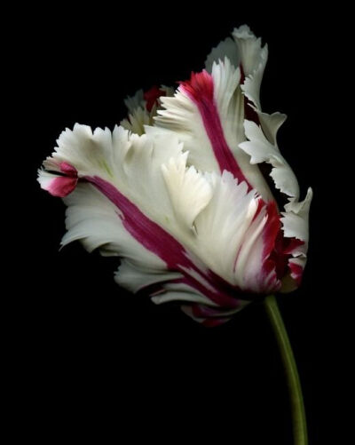 Parrot Tulip