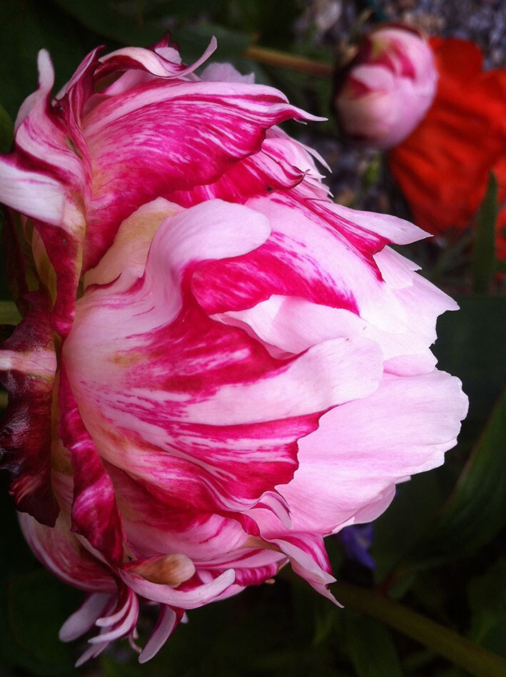 'June Garden. Peonies'