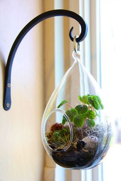 Terrarium