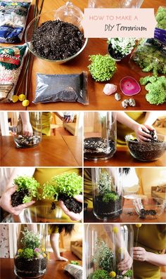 HOW TO MAKE A DIY TERRARIUM