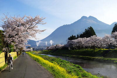 樱花