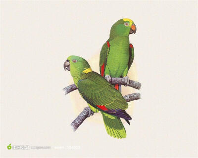 外国手绘花鸟画树枝上的两只鹦鹉图片下载，现在加入素材公社即可参与传素材送现金活动