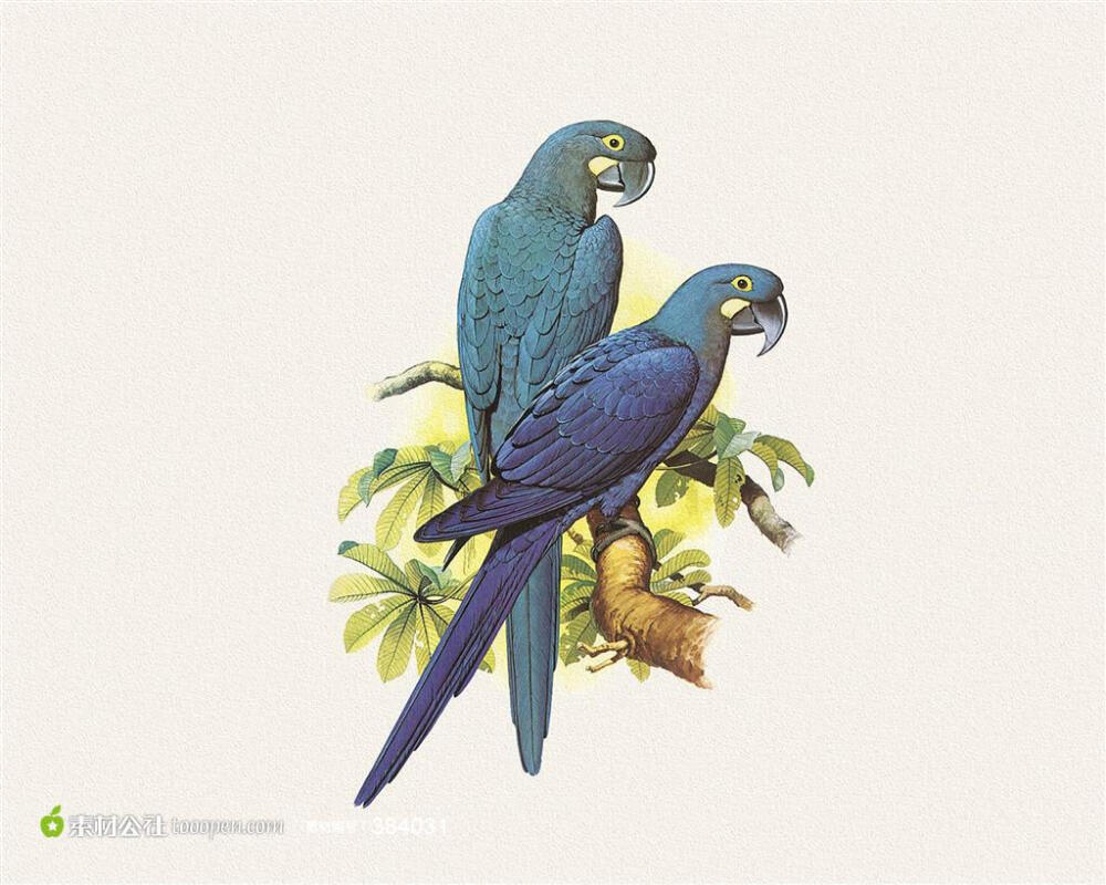 外国手绘花鸟画树枝上的两只蓝鹦鹉图片下载，现在加入素材公社即可参与传素材送现金活动