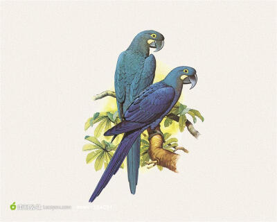 外国手绘花鸟画树枝上的两只蓝鹦鹉图片下载，现在加入素材公社即可参与传素材送现金活动