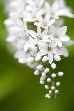 彼岸花開成海 flowers