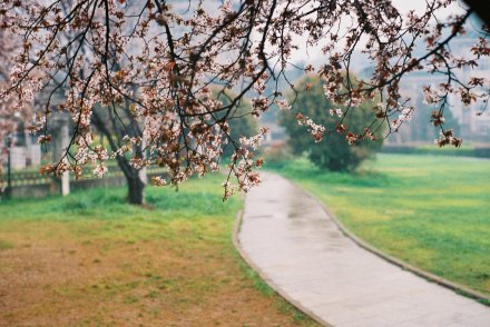 最后一年的校园生活了，有点舍不得。Fuji proplus II 200 @艾玛森林 @武汉大学 @xiaOe1