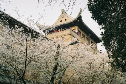 最后一年的校园生活了，有点舍不得。Fuji proplus II 200 @艾玛森林 @武汉大学 @xiaOe1