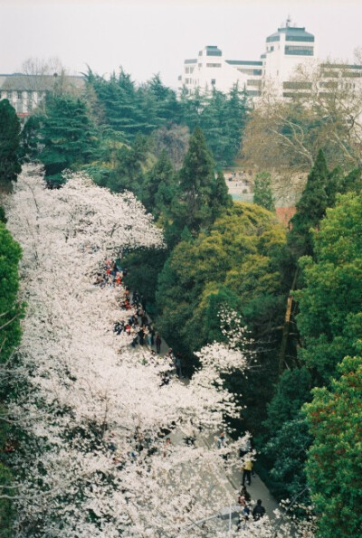 最后一年的校园生活了，有点舍不得。Fuji proplus II 200 @艾玛森林 @武汉大学 @xiaOe1