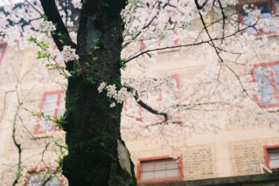 最后一年的校园生活了，有点舍不得。Fuji proplus II 200 @艾玛森林 @武汉大学 @xiaOe1