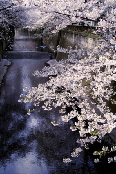 樱花树前，岁月流动。