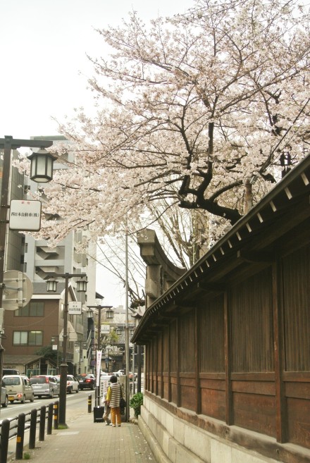 镜头下的日本：福冈市，福冈城、櫛田神社和舞鹤公园春天。 摄影by 地味菇 （@地味菇 ） 福冈县气象台于27日宣布，福冈的樱花已经满开。