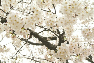 镜头下的日本：福冈市，福冈城、櫛田神社和舞鹤公园春天。 摄影by 地味菇 （@地味菇 ） 福冈县气象台于27日宣布，福冈的樱花已经满开。