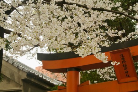 镜头下的日本：福冈市，福冈城、櫛田神社和舞鹤公园春天。 摄影by 地味菇 （@地味菇 ） 福冈县气象台于27日宣布，福冈的樱花已经满开。