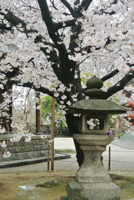 镜头下的日本：福冈市，福冈城、櫛田神社和舞鹤公园春天。 摄影by 地味菇 （@地味菇 ） 福冈县气象台于27日宣布，福冈的樱花已经满开。