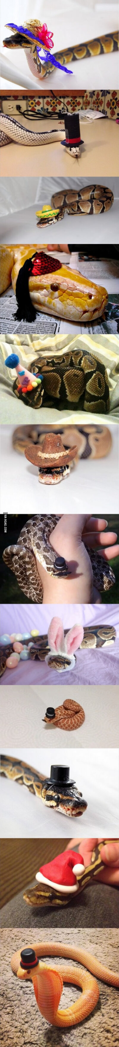 Snakes wearing hats