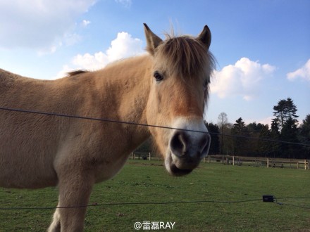 在荷兰纳梅亨的小森林里