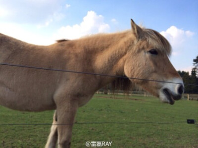 在荷兰纳梅亨的小森林里