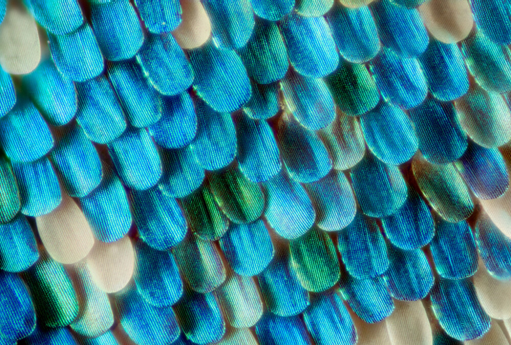 Gorgeous Macro Photographs of Butterfly and Moth Wings by Linden Gledhill