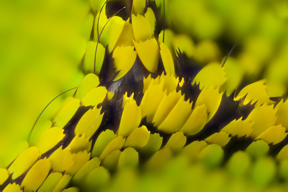 Gorgeous Macro Photographs of Butterfly and Moth Wings by Linden Gledhill nature moths macro insects butterflies