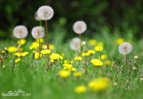 蒲公英 属菊科多年生草本植物， 又名：蒲公草、食用蒲公英、尿床草、西洋蒲公英 花期在3-8月， 开的是黄色小花， 很娇俏， 花谢之后就是蒲公英的那种样子了。 蒲公英是一味很嗲的中药， 蒲公英的花语：停不了的爱