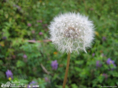 蒲公英 属菊科多年生草本植物， 又名：蒲公草、食用蒲公英、尿床草、西洋蒲公英 花期在3-8月， 开的是黄色小花， 很娇俏， 花谢之后就是蒲公英的那种样子了。 蒲公英是一味很嗲的中药， 蒲公英的花语：停不了的爱