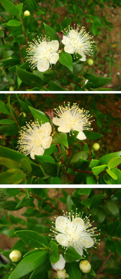 香桃木 别名茂树、香叶树 花期半年左右 花语：爱情密语 香桃木是常绿灌木，属桃金娘科 享有“爱神木”美称的香桃木，原产地中海沿岸 由于叶和果实含桃金娘烯醇，芳香宜人，西方一些国家的婚礼上常见有香桃木制作的…