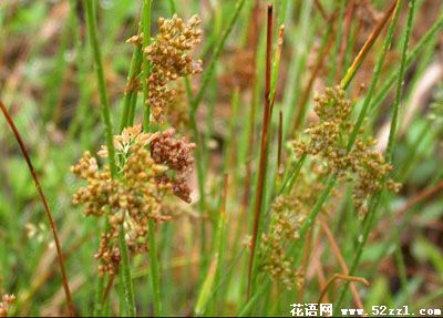 灯心草 别名蔺草、龙须草、野席草、马棕根、野马棕 灯心草是多年生草本水生植物，生于湿地或沼泽边 四川所产灯心草，剥去外皮的称为&amp;quot;灯心&amp;quot;，未去皮的称为&amp;quot;灯草&amp;quot; 花语为温顺、顺…