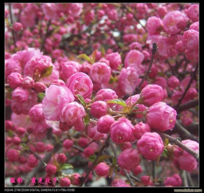 榆叶梅 别名小桃红、鸾枝、榆梅 送花对象：朋友、同事、友人、家人 花语：春光明媚、花团锦簇和欣欣向荣 榆叶梅，因其叶似榆，花如梅，故名“榆叶梅”。又因其变种枝短花密，满枝缀花，故又名“鸾枝”