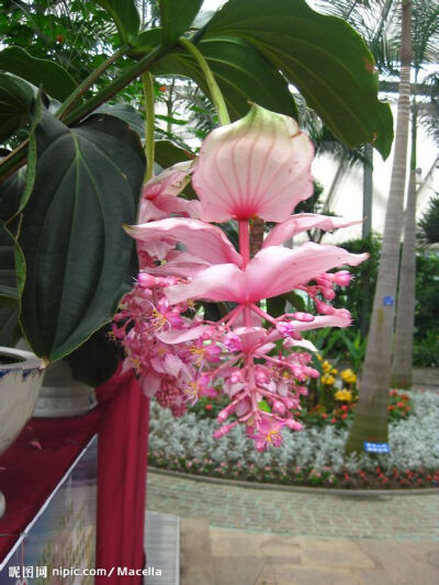 宝莲灯花 别名珍珠宝莲、宝莲灯、美丁花、蔓得藤 花期：半年左右 送花对象：朋友、同事、友人 花语：华丽、神秘